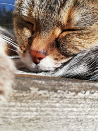 Close-up of cat with eyes closed