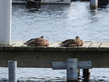 Birds perching on pier over lake