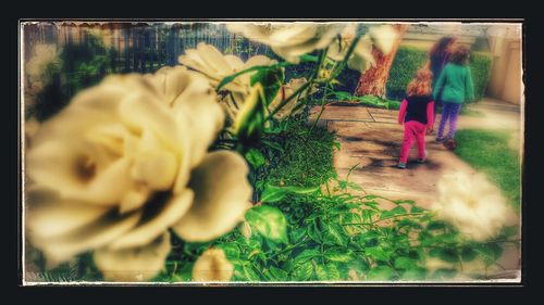 Close-up of woman holding flowers