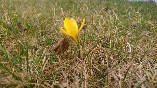 Close-up of yellow crocus on field