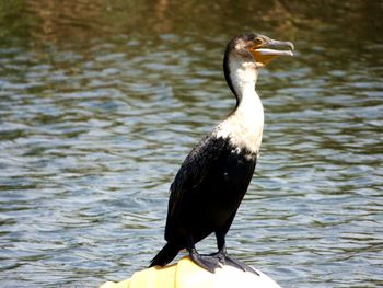 Close up view of a bird, floating on a buoy, on a fresh water lake.