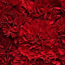 Full frame shot of white flowers