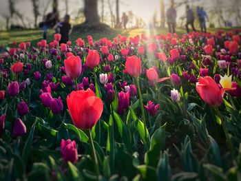 Close-up of pink tulip flowers in park