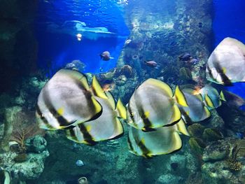 Close-up of fish swimming in sea