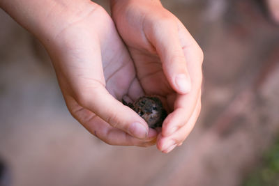 Close-up of hand holding young bird