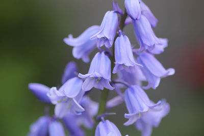 Close-up of bluebell flowers growing at park
