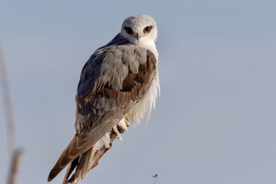 Low angle view of black-winged kite perching on the sky