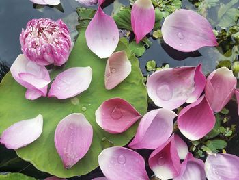 Close-up of pink lotus water lily