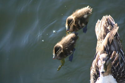 Ducks swimming in lake