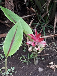 High angle view of flowering plants on land