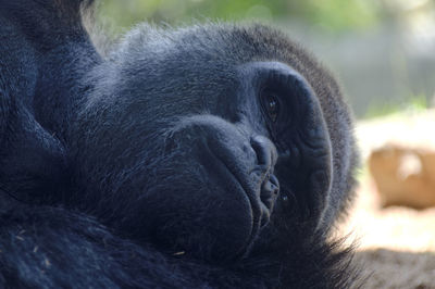 Close-up of a monkey