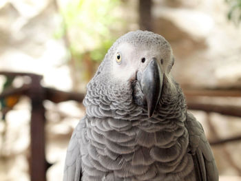 Close-up portrait of a parrot