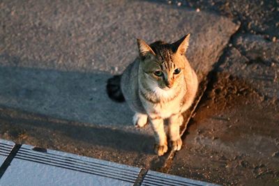 High angle portrait of a cat