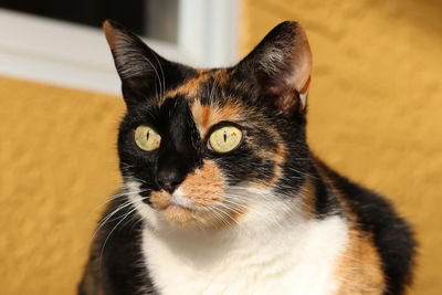 Close-up portrait of black cat