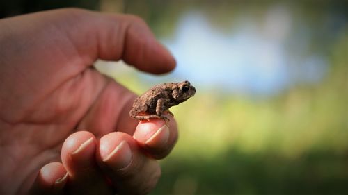 Close-up of hand holding small frog on fingertip