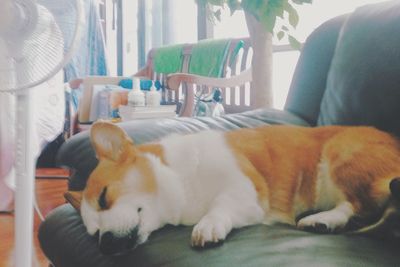 Close-up of dog relaxing at home