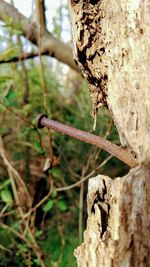 Close-up of insect on tree