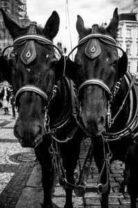 Horse cart in city