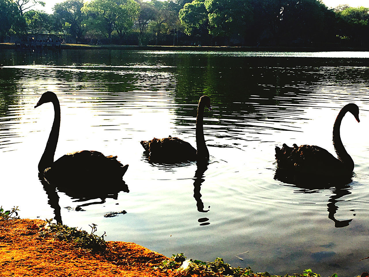 VIEW OF SWAN FLOATING ON LAKE