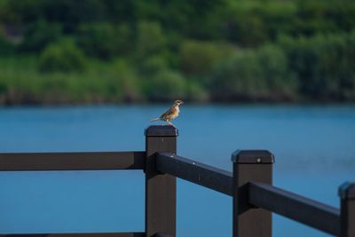 Seagull perching on railing against sea