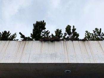 Low angle view of trees on building terrace