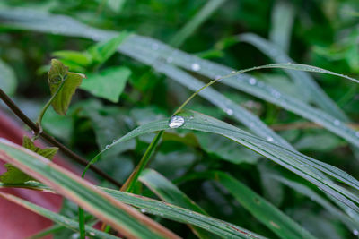 Close-up of insect on wet grass