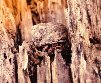 Close-up of insect on tree trunk