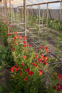 Red flowering plants in greenhouse