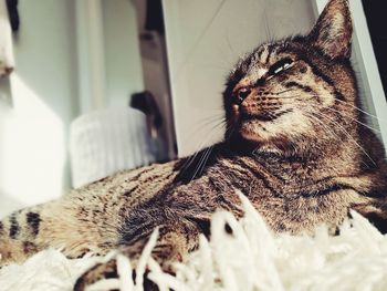 Close-up of cat relaxing on bed at home