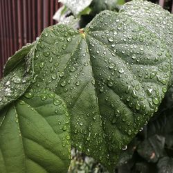 Close-up of raindrops on leaves