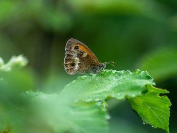 Close-up of butterfly on leaf