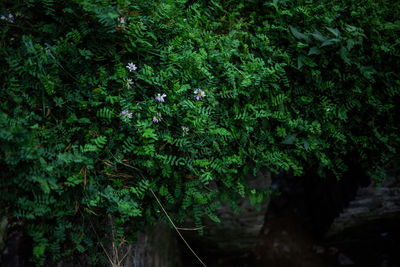 High angle view of trees in forest