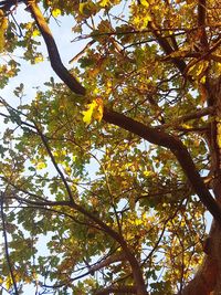 Low angle view of tree in autumn