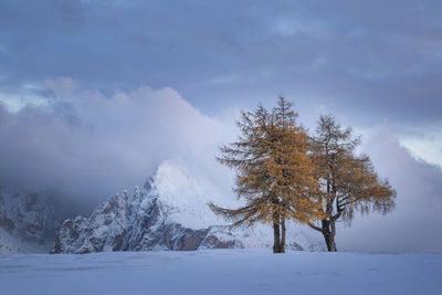 Trees on snow covered landscape against sky