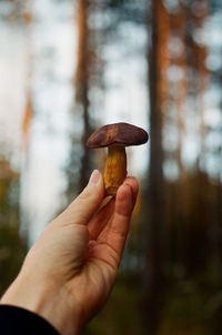 Close-up of hand holding mushroom