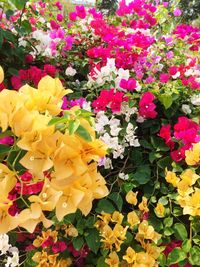 Full frame shot of yellow flowers