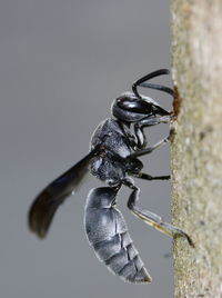 Close-up of insect on wall