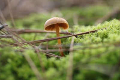 Close-up of mushroom growing on field