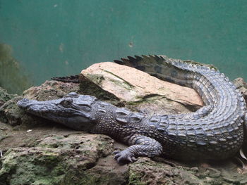 Young crocodile 