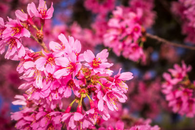 Close-up of pink flowers