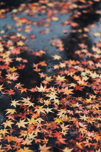 High angle view of maple leaves