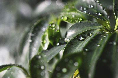 Close-up of water drops on leaf