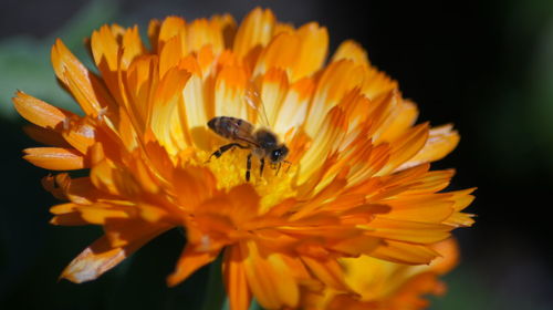 Close-up of honey bee pollinating on flower