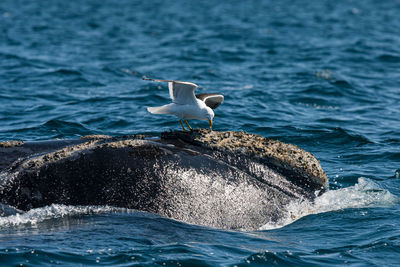 Seagull on a sea