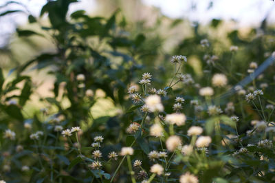 Close-up of white flowering plants on field