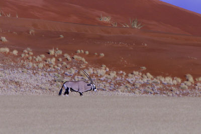 Oryx walking on field against sand dune