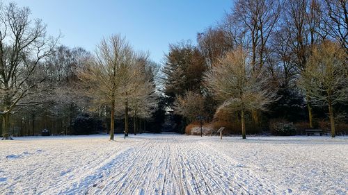 Frozen trees on field against clear sky during winter