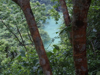 Trees in forest