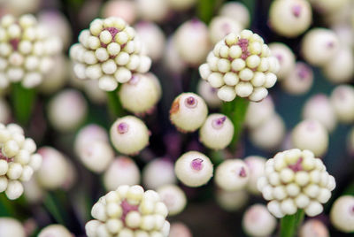 Close-up of flowers