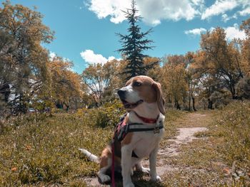 Dog looking away while standing on land